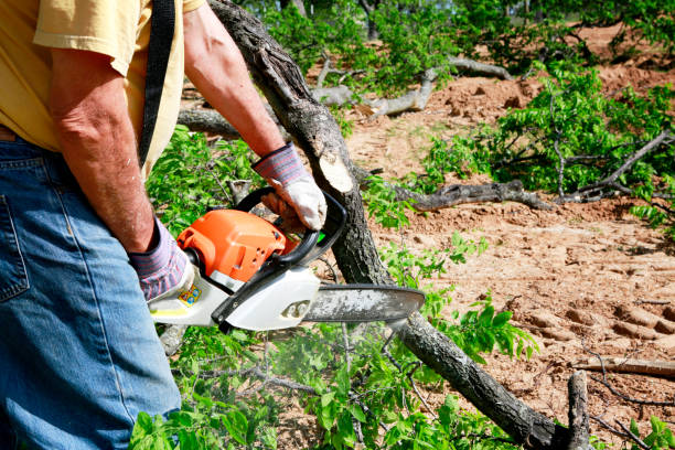 Trusted Dayton, TN Tree Service Experts